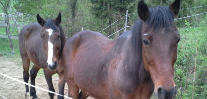 Veterinarska ambulanta za male živali na gorenjski